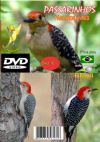 DVD 16 - P�ssaros Livres - Sons P�ssaros Brasil